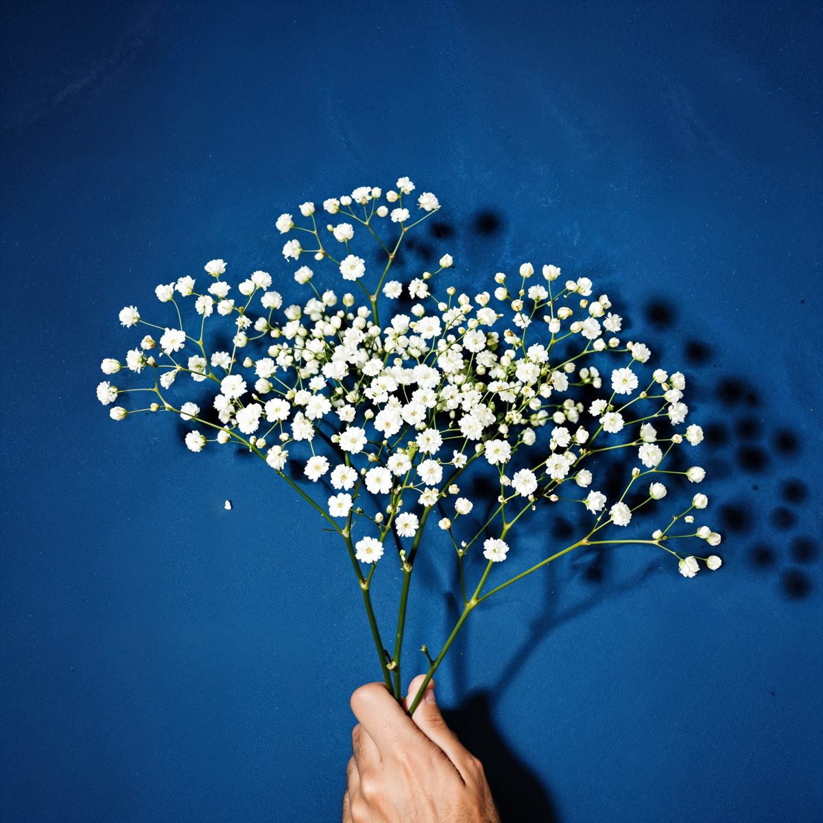 Baby's Breath on Blue