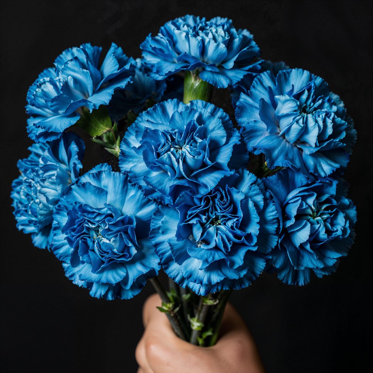 Blue Carnations in Hand