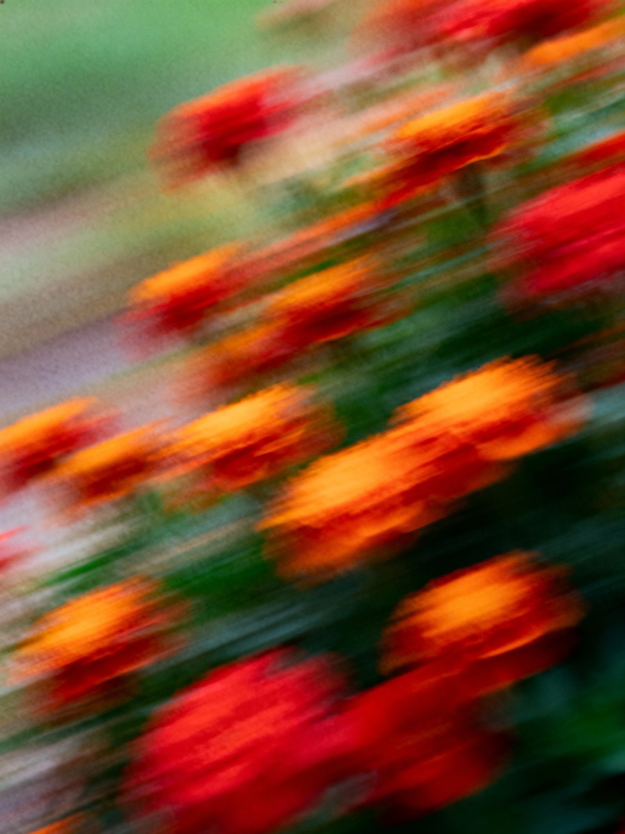 Nature In Motion 29