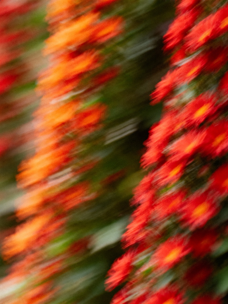 Nature In Motion 31