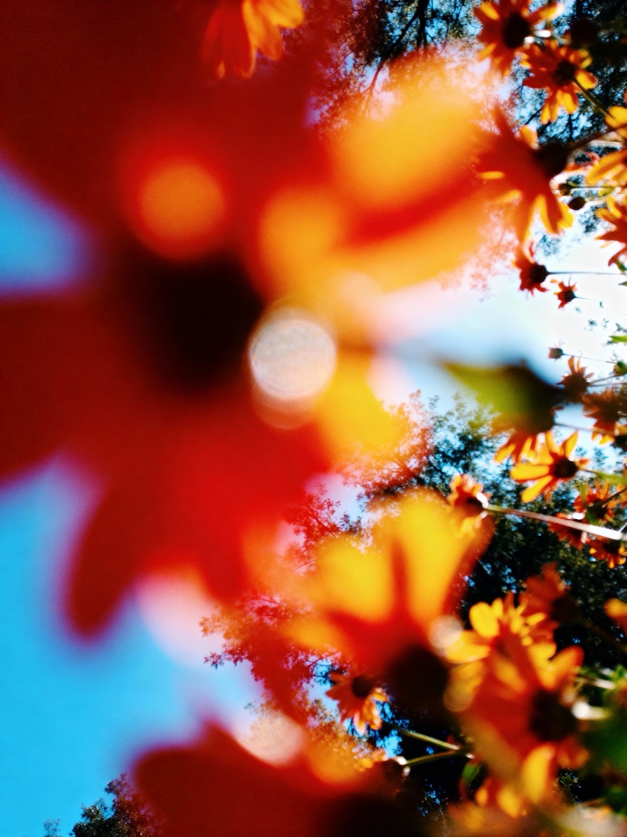 Nature In Motion 45
