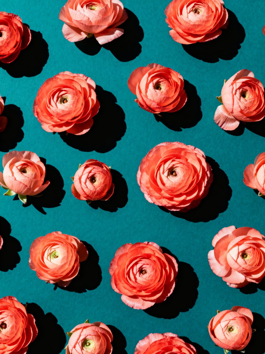 Coral Ranunculus on Teal