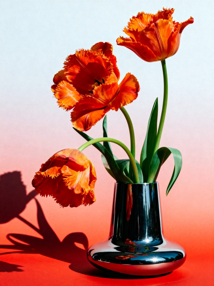 Parrot Tulips in Chrome