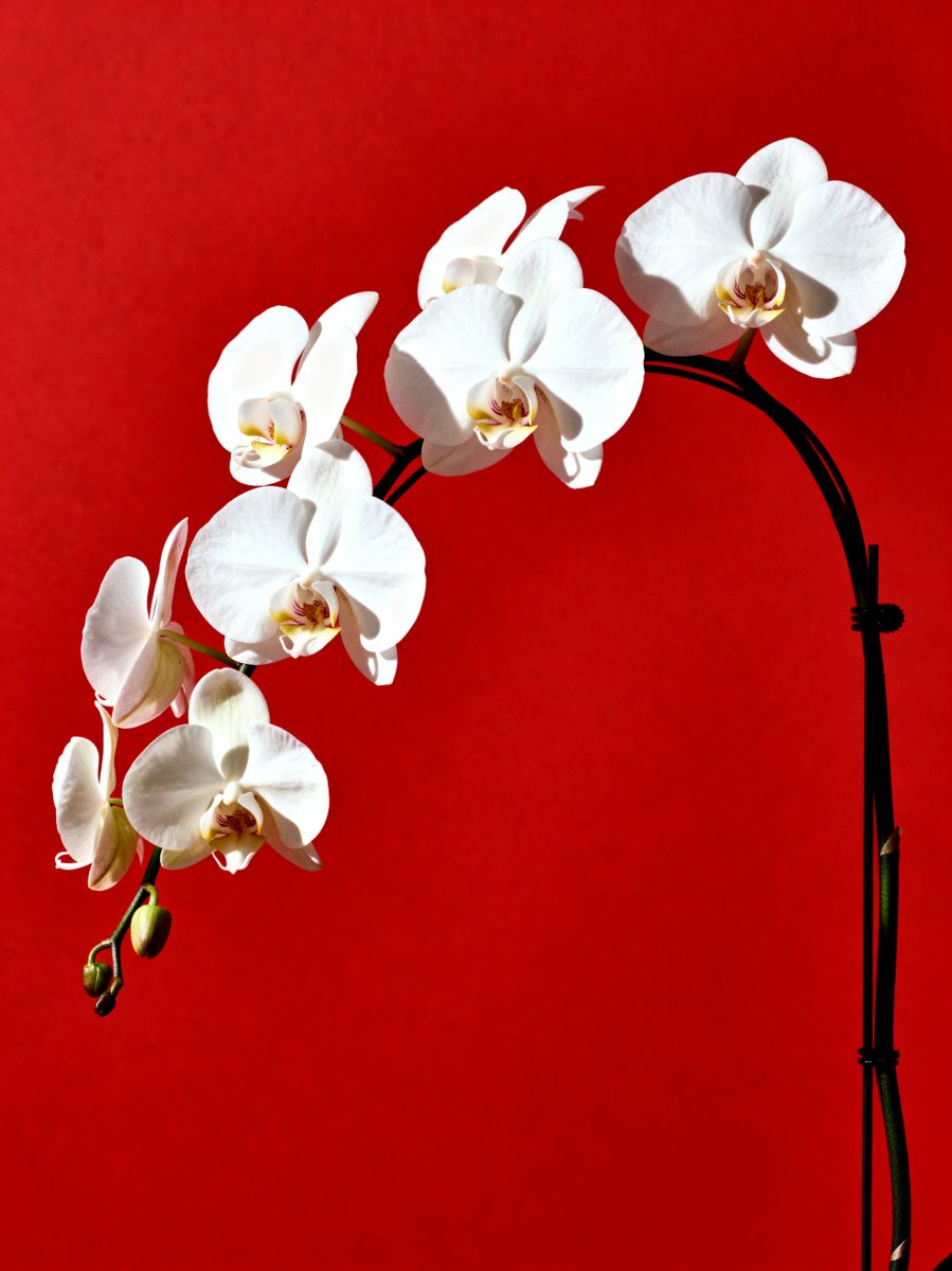 White Orchid on Crimson