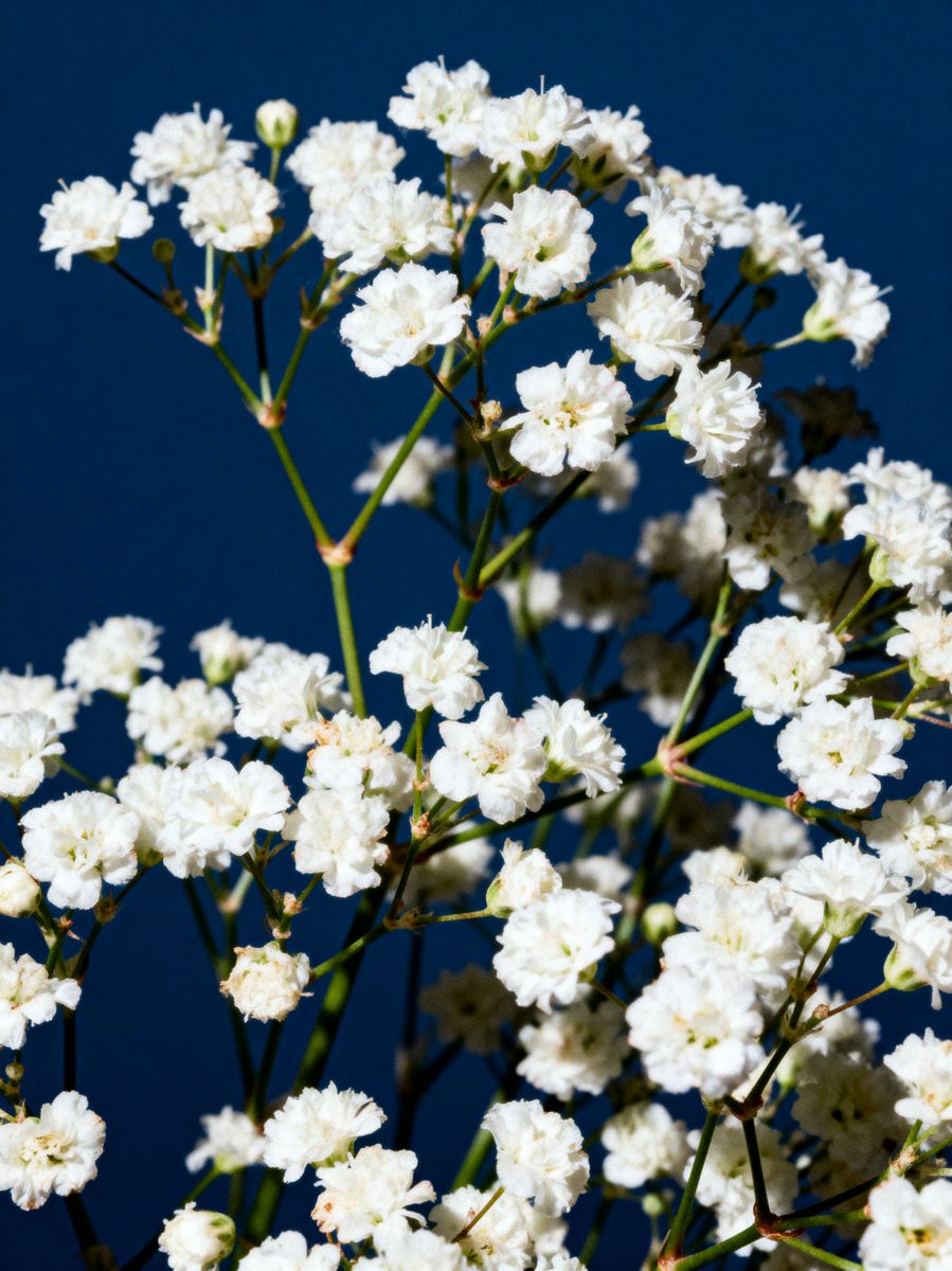 Baby's Breath on Blue