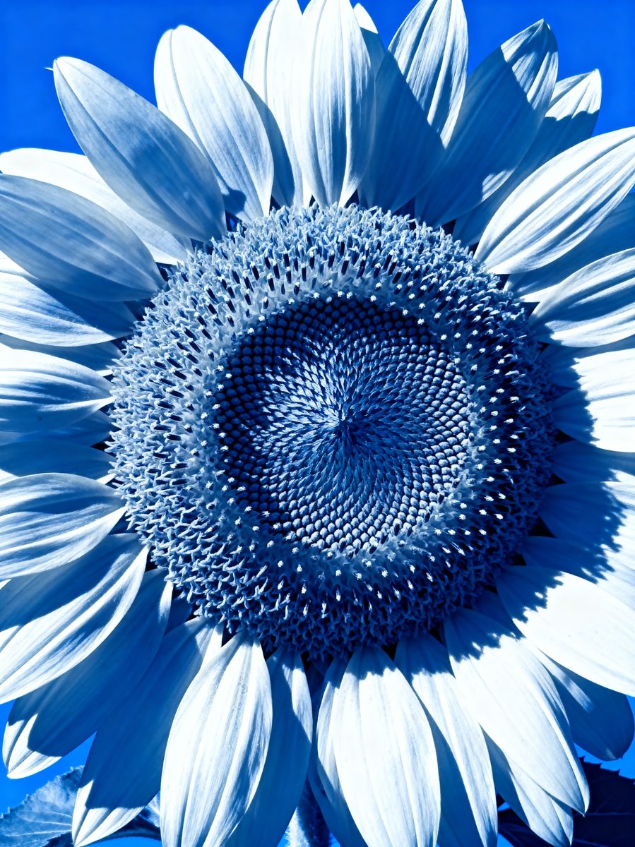 Blue Sunflower Bloom