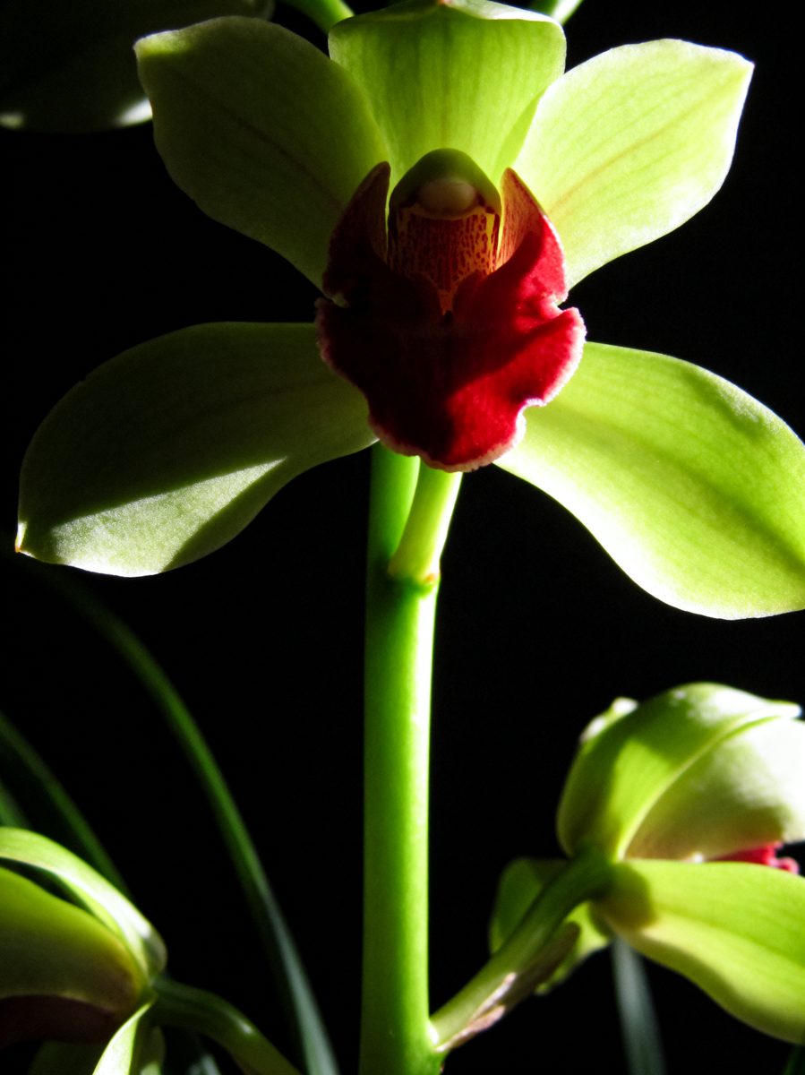 Crimson-Lipped Green Orchid