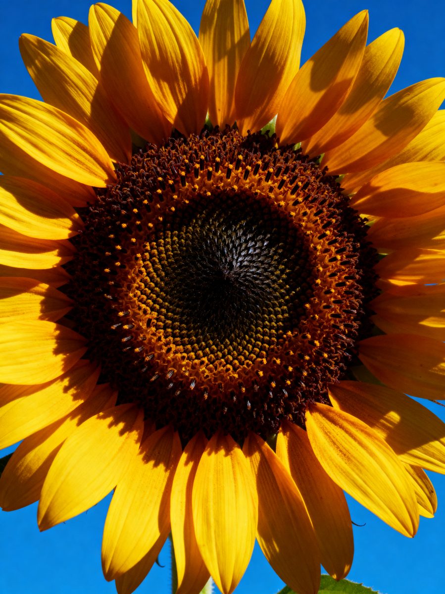 Sunflower Against Blue Sky