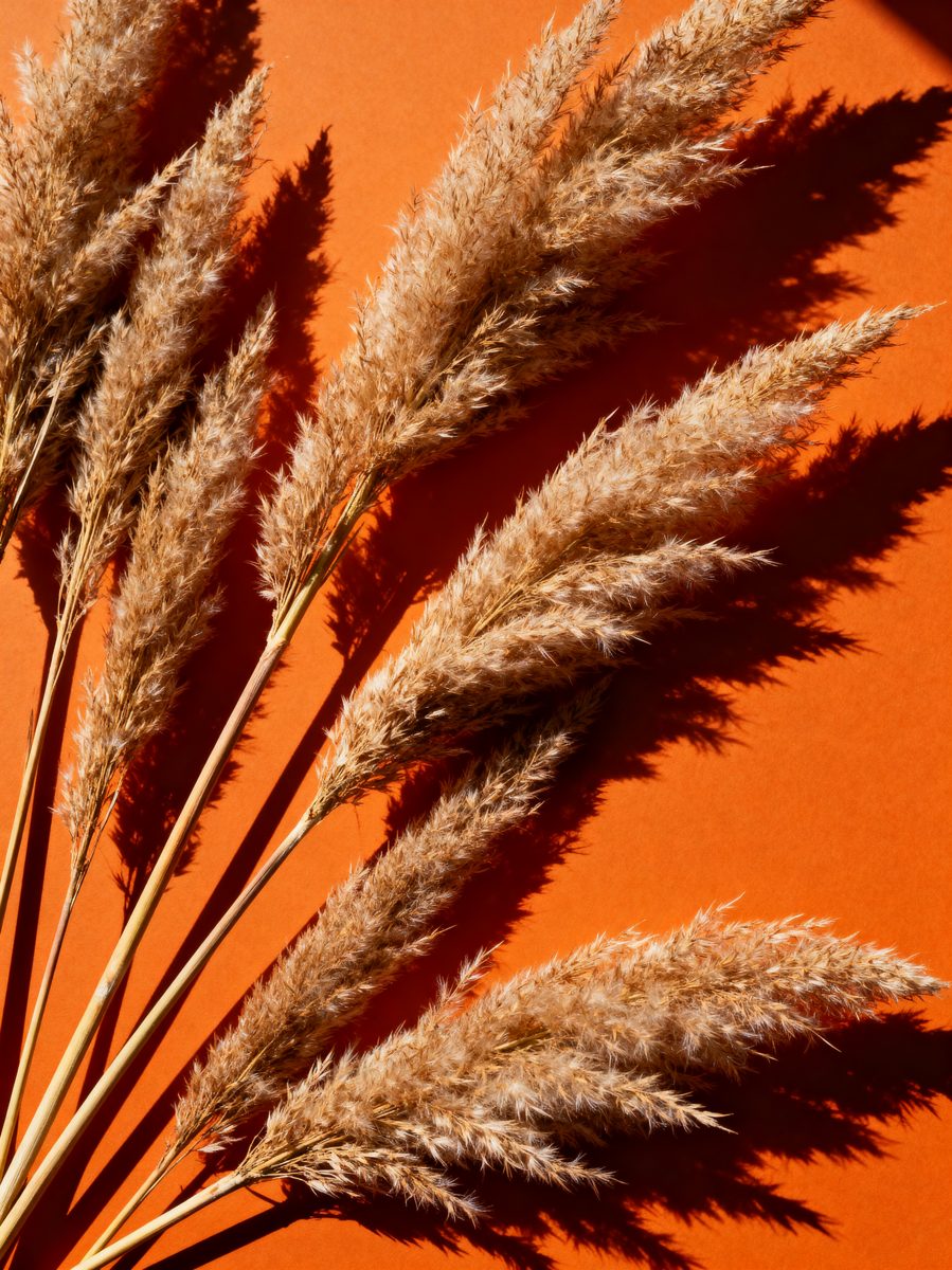 Pampas Grass Shadows