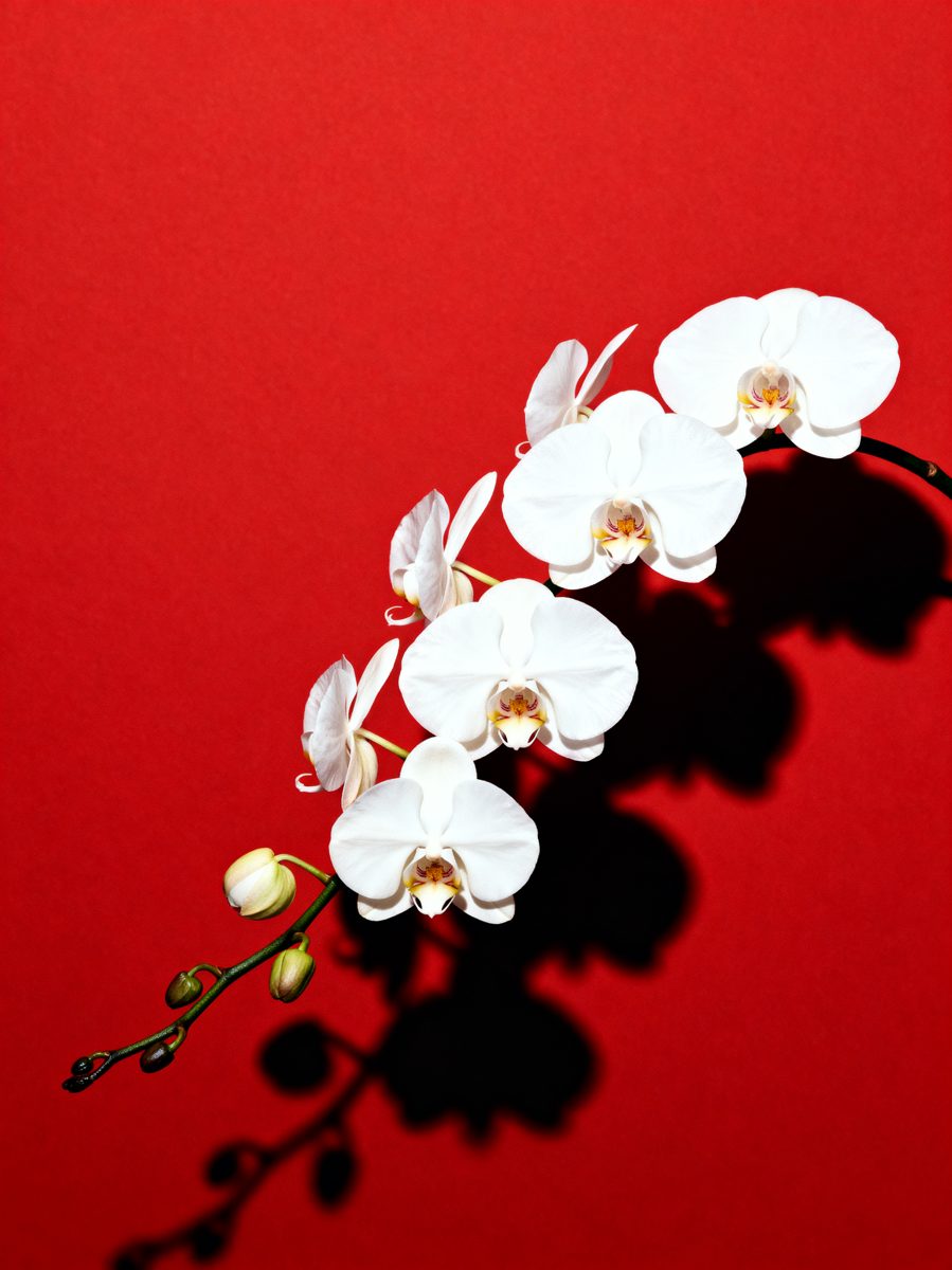 White Orchids on Crimson