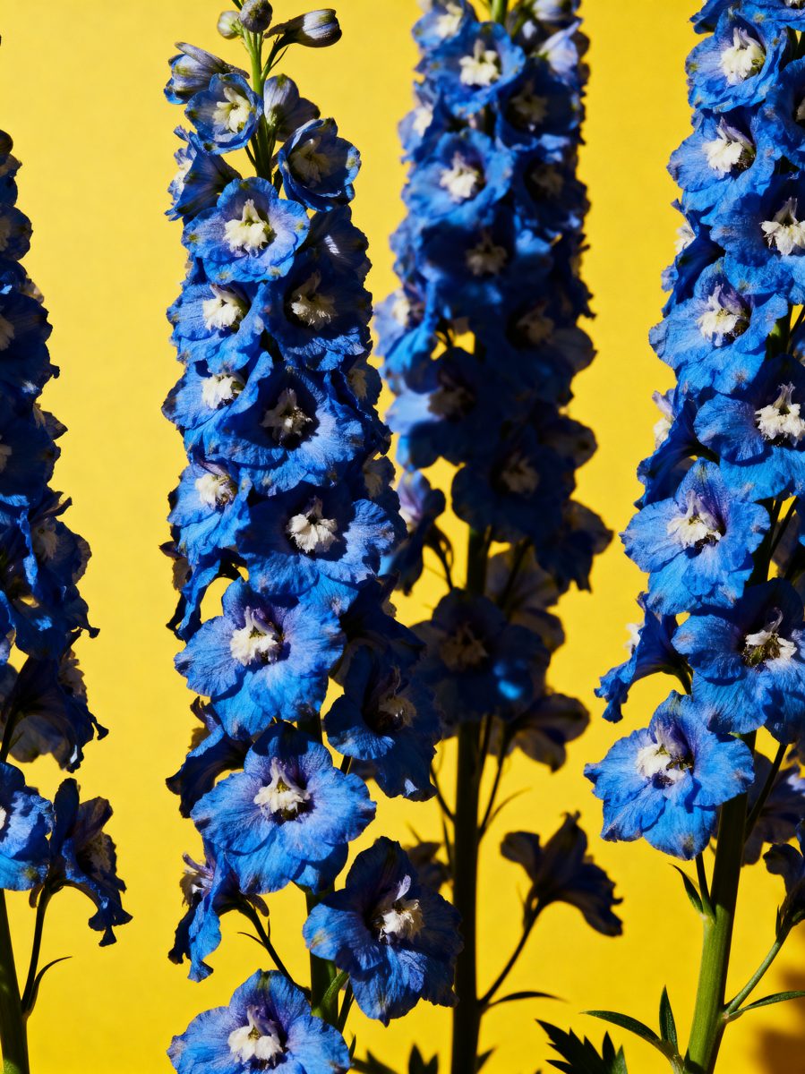 Blue Delphiniums on Yellow