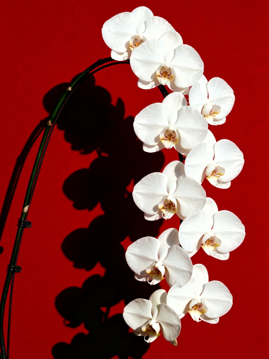 White Orchids on Crimson