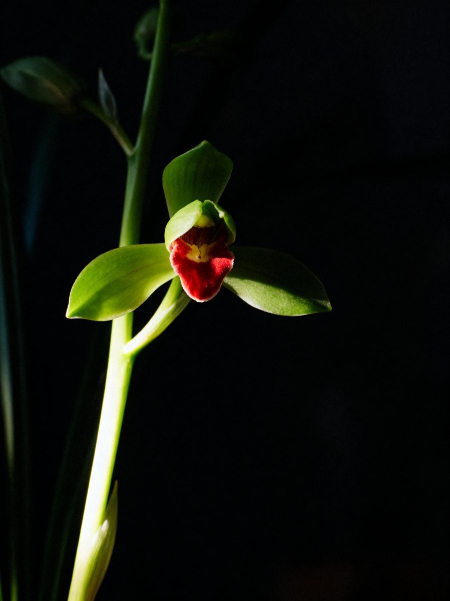 Green Orchid in Shadow