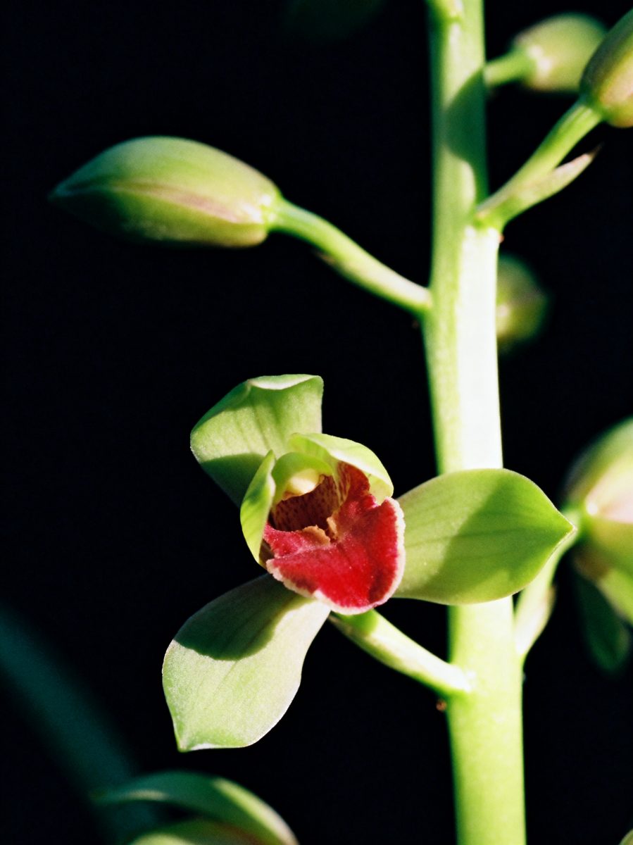 Green Orchid Crimson Lip