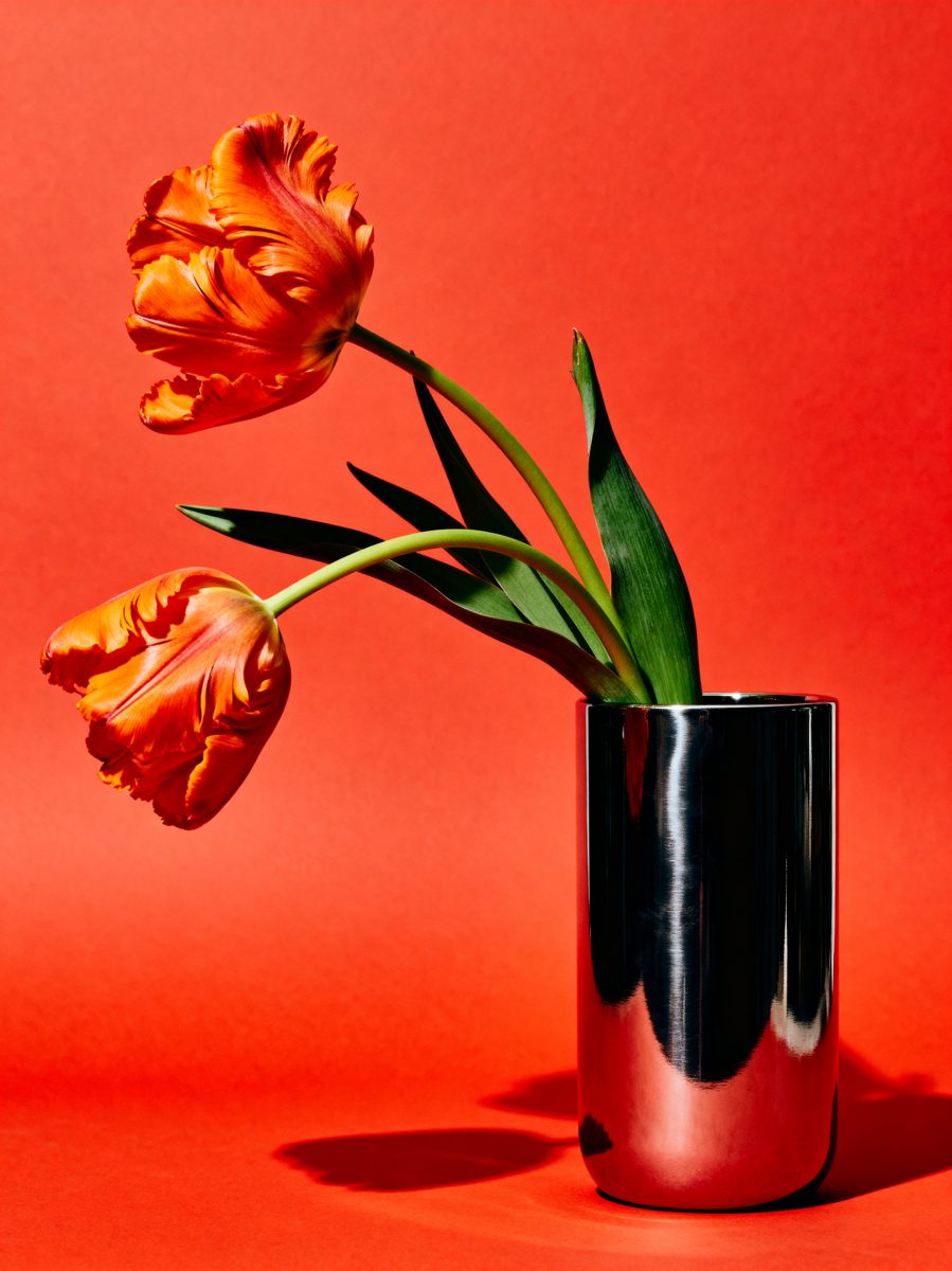 Parrot Tulips in Chrome