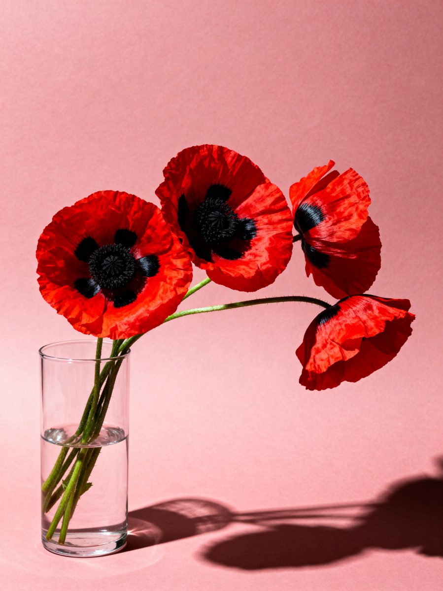 Red Poppies in Glass