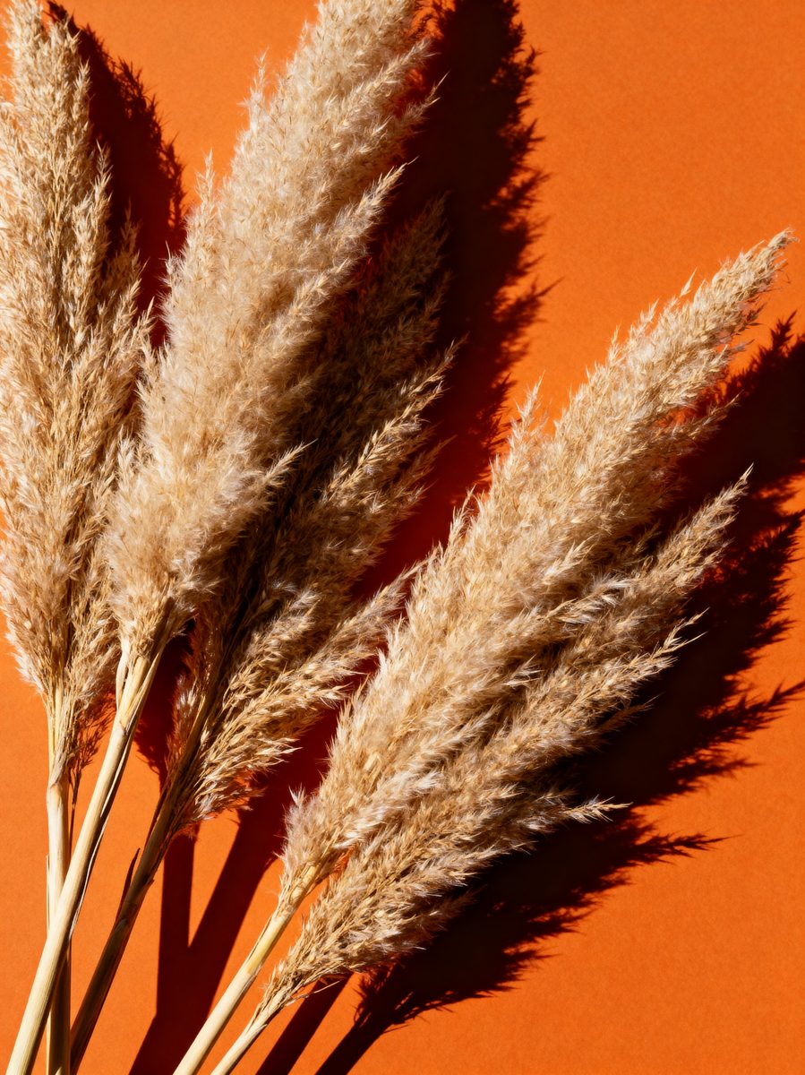 Pampas Grass Sunlight