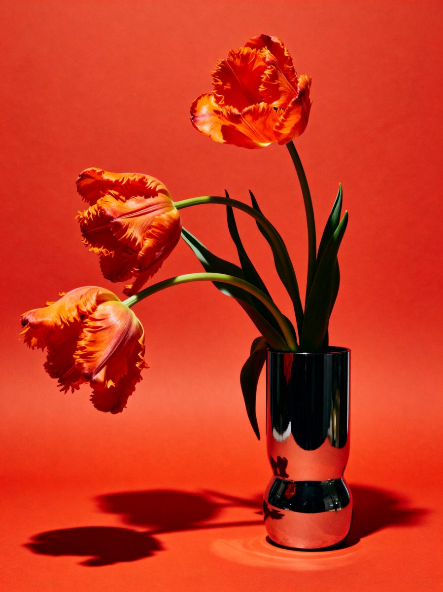 Parrot Tulips in Chrome