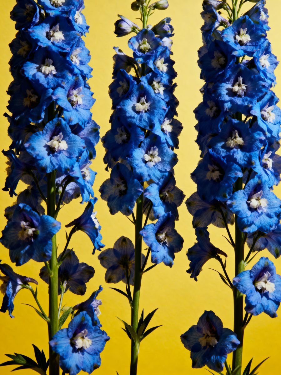 Blue Delphinium Spires